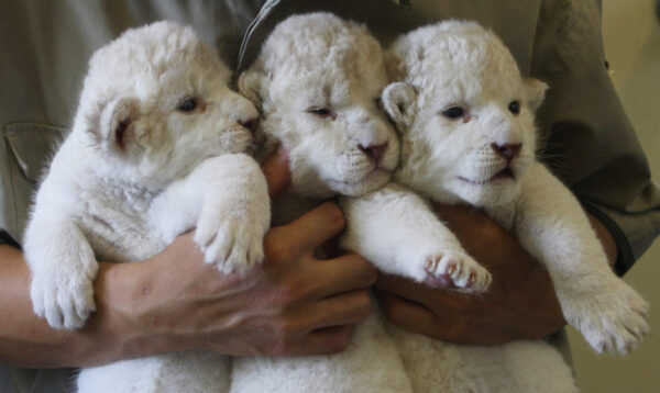 Lion cubs for sale