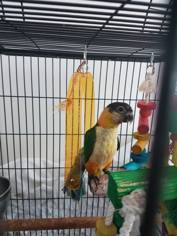 Caique Parrot For Sale