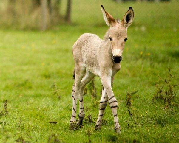 Donkeys For Sale