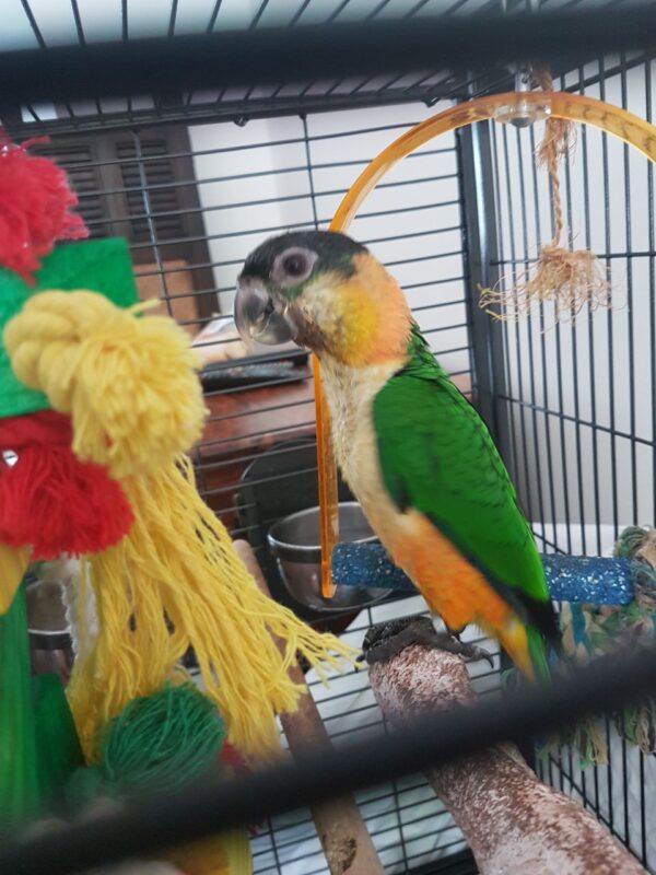 Caique Parrot For Sale