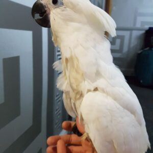 Umbrella Cockatoo For Sale