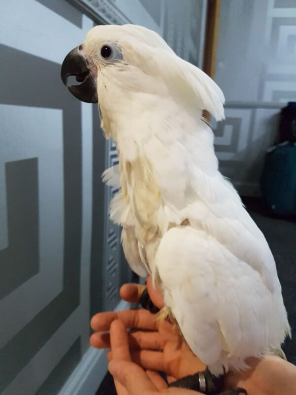 Umbrella Cockatoo For Sale