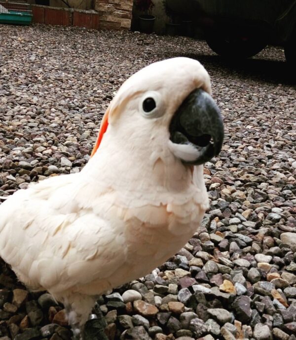 Moluccan Cockatoos For Sale