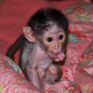 Mangabey Monkey For Sale