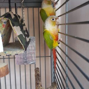 Pineaple conure for sale