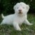 Zita The Female White Lion Cub For Sale