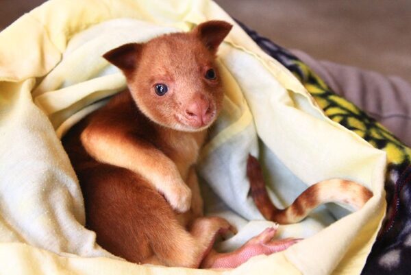 Zuri The Female Kangaroo Joey For Sale