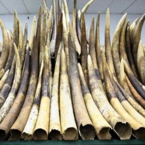 Elephant Tusks For Sale