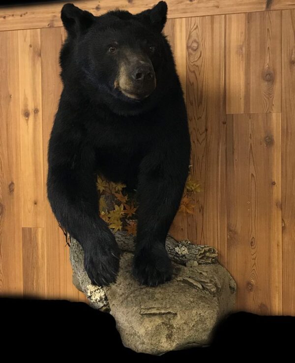 Half Body Black Bear For Sale