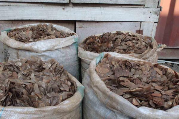 Pangolin scales for sale