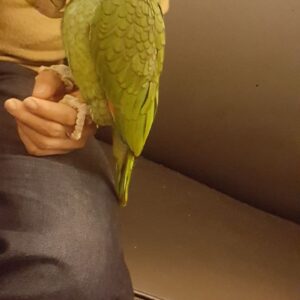 Double Yellow Headed Amazon Parrot For Sale