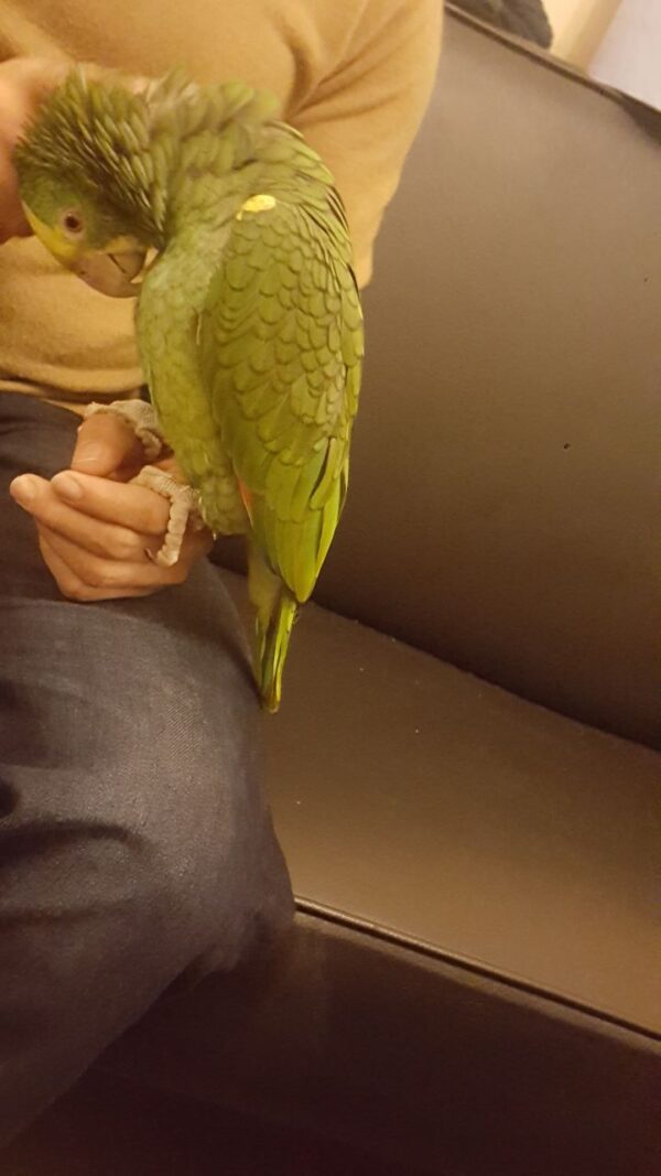 Double Yellow Headed Amazon Parrot For Sale