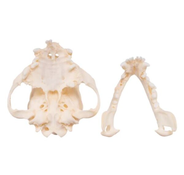 Real Domestic Dog Skull For Sale- Boston Terrier (Periodontal)