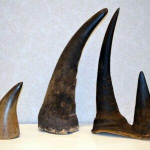 Buy Rhino Horns Online