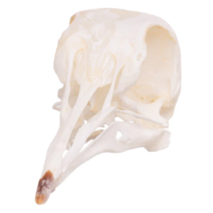 Real Monk Parakeet Skull For Sale