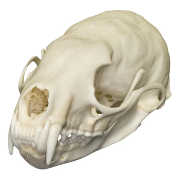 Real American Marten Skull For Sale