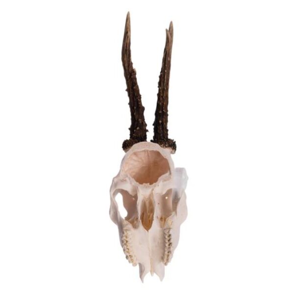 Real Roe Deer Skull For Sale