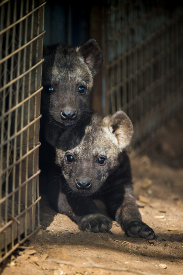 Hyenas cubs for sale