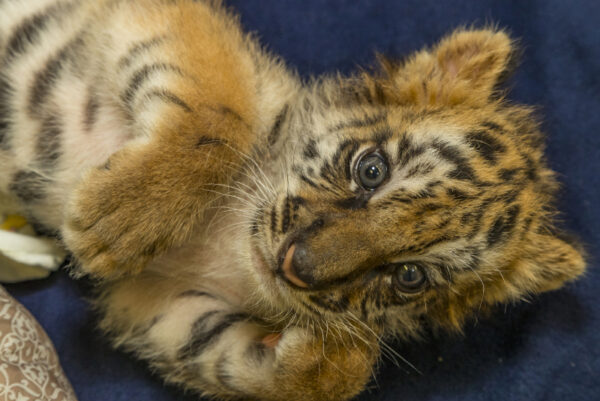 Tiger Cubs For Sale