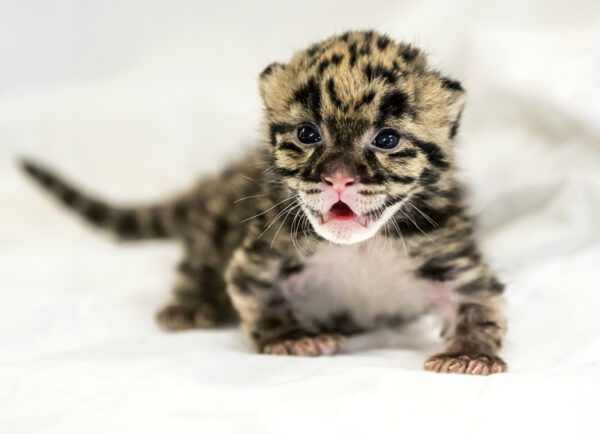 Cosby The Male Leopard Cub For Sale