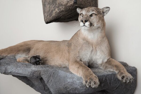 Full Body Cougar Taxidermy Mount For Sale