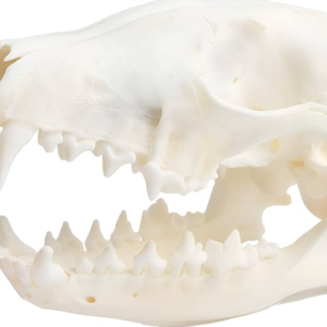 Real Red Fox Skull For Sale