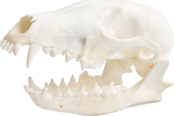 Real Red Fox Skull For Sale