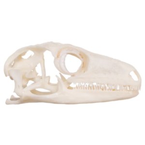 Real Leach's Giant Gecko Skull For Sale