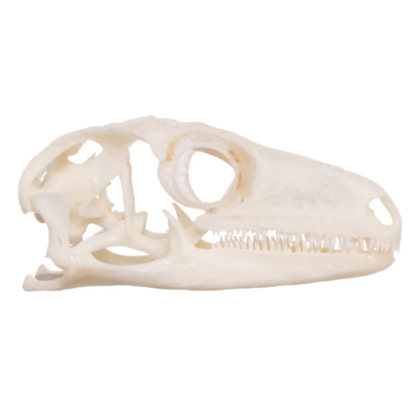 Real Leach's Giant Gecko Skull For Sale