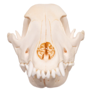 Real Domestic Dog Skull - Brachycephalic