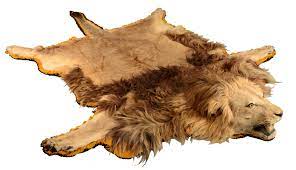 Lion Skin For Sale