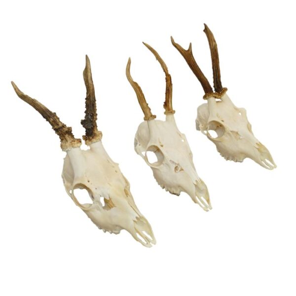 Real Roe Deer Skull For Sale
