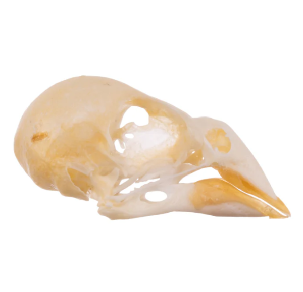 Real Finch Skull For Sale