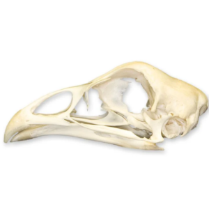 Real Chicken Skull For Sale