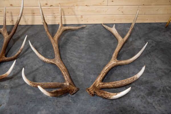 Matching Moose Sheds For Sale