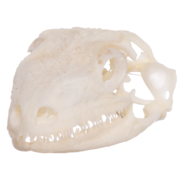 Real Leach's Giant Gecko Skull For Sale
