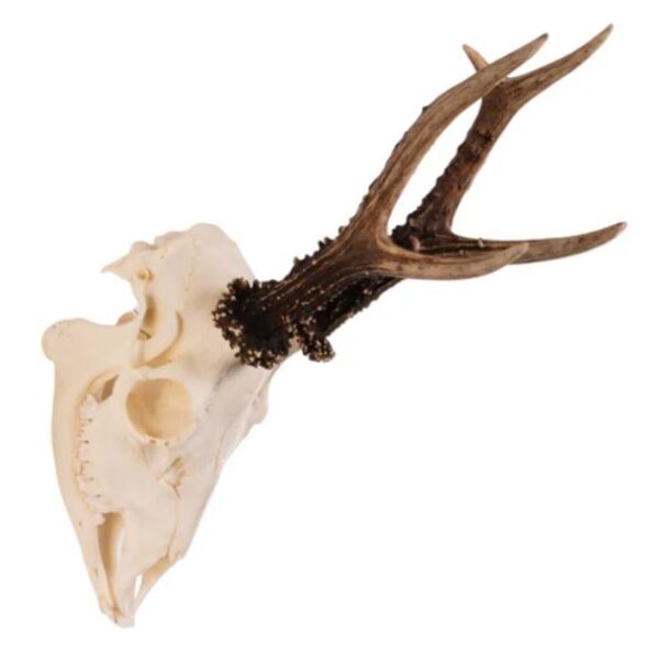 Real Roe Deer Skull For Sale