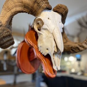 Corsican Ram Skull European Mount For Sale