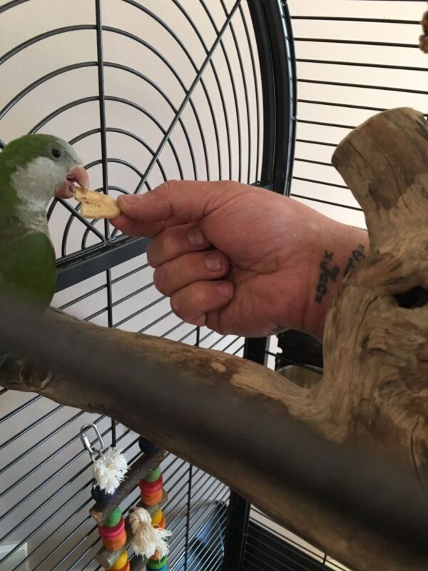 Quaker parrots for sale