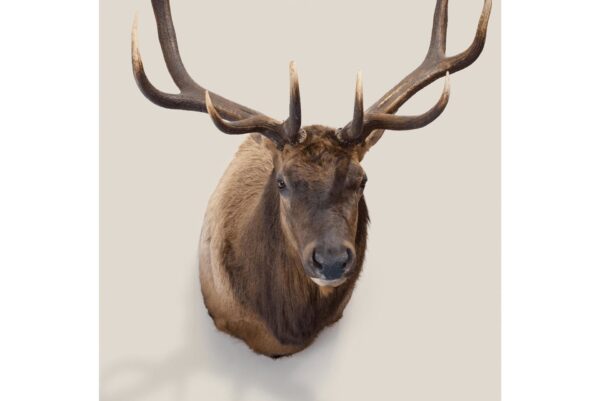 Elk Shoulder Mount for sale