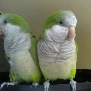 Quaker parrots for sale