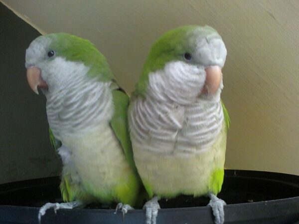 Quaker parrots for sale