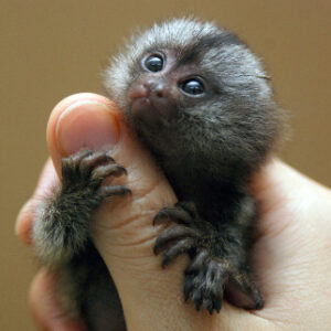 Marmoset Monkeys For Sale