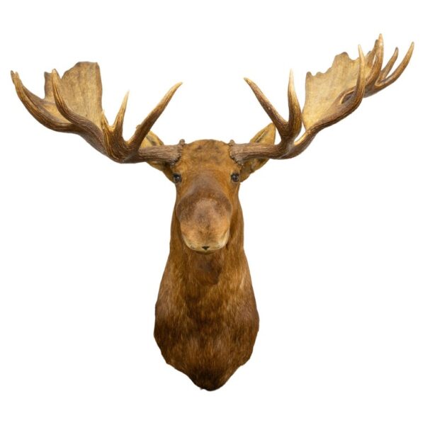 Cow Moose Taxidermy Shoulder Mount