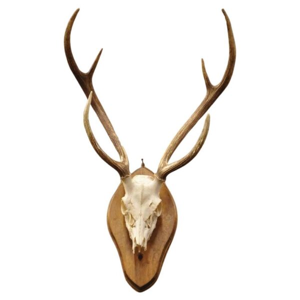 Mule Deer Skull on Plaque for sale