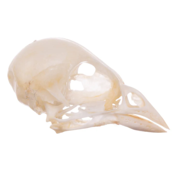 Real Finch Skull For Sale