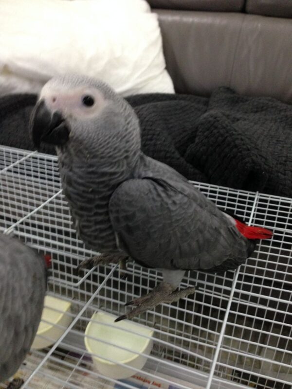 African Grey Parrot For Sale