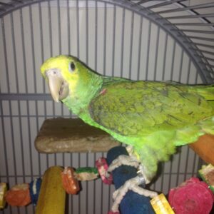 Yellow Headed Amazon Parrot For Sale