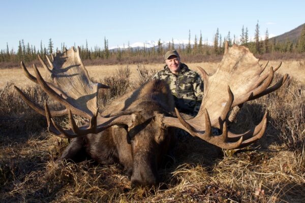 Alaskan Moose For Sale