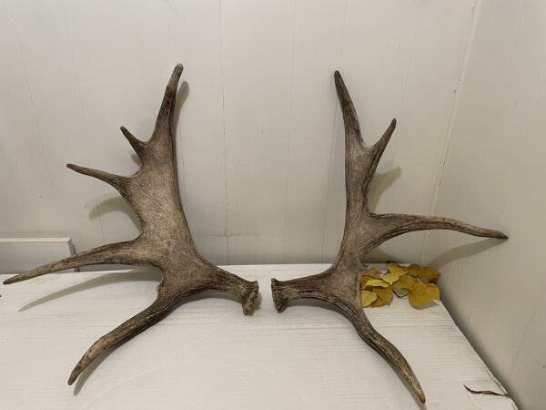 Matching Moose Sheds For Sale